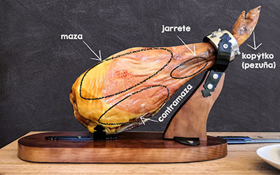 Snijgids paleta voorpoot