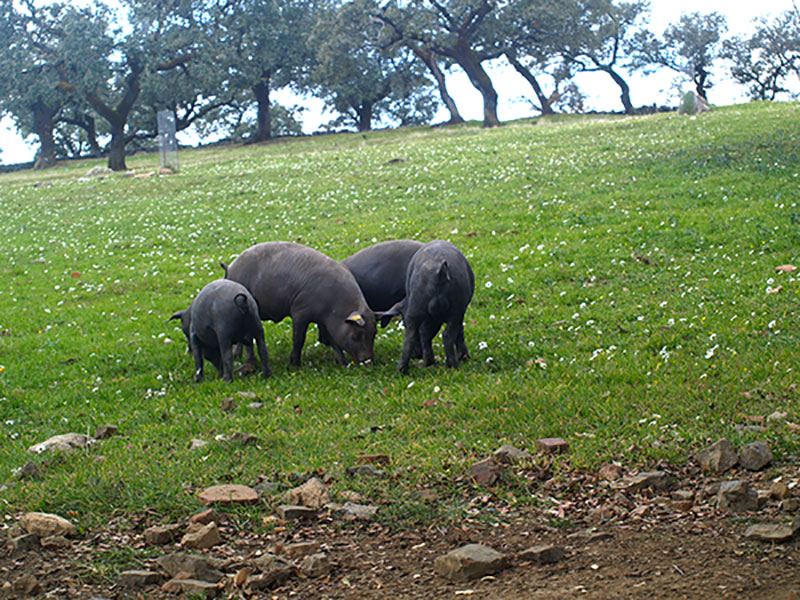 Spanje: Oost west, dehesa (eikenbos) best - Jamon.be