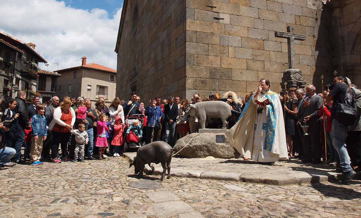 Spanje: Fiesta de Marrano de San Antón (La Alberca), oftewel het varkentje Antonius - Jamon.be