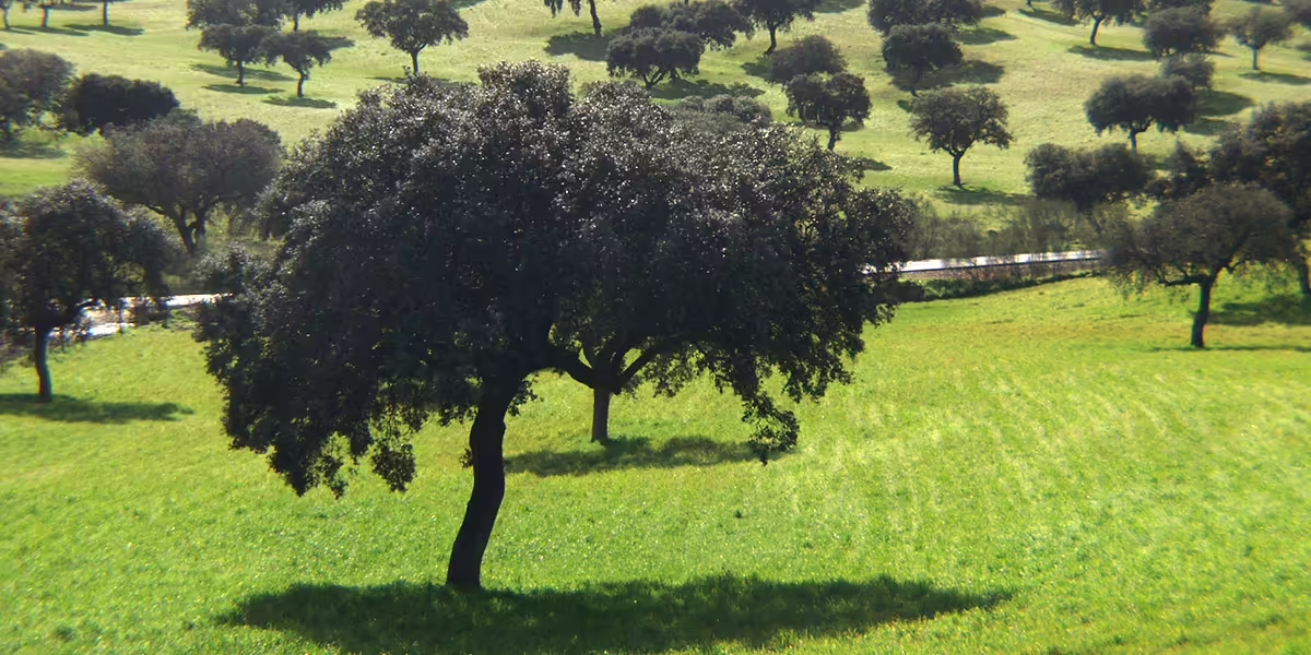 Spanje: Wat is jamón de bellota? - Jamon.be
