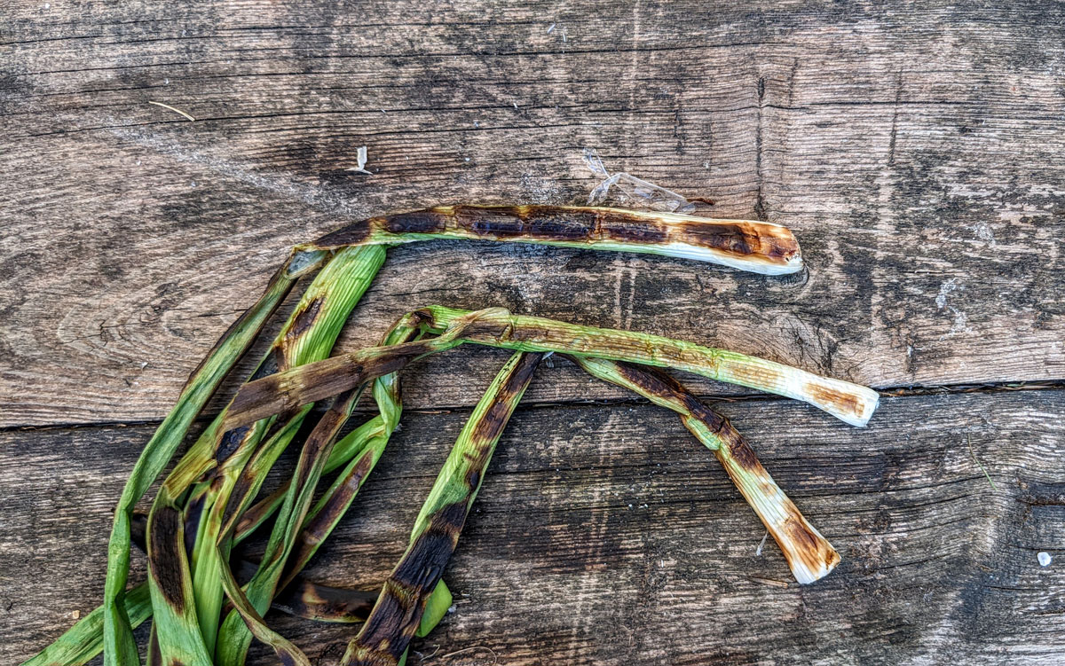 Recept: Calçots con salsa romesco - lentesjalotten met romescosaus - Jamon.be